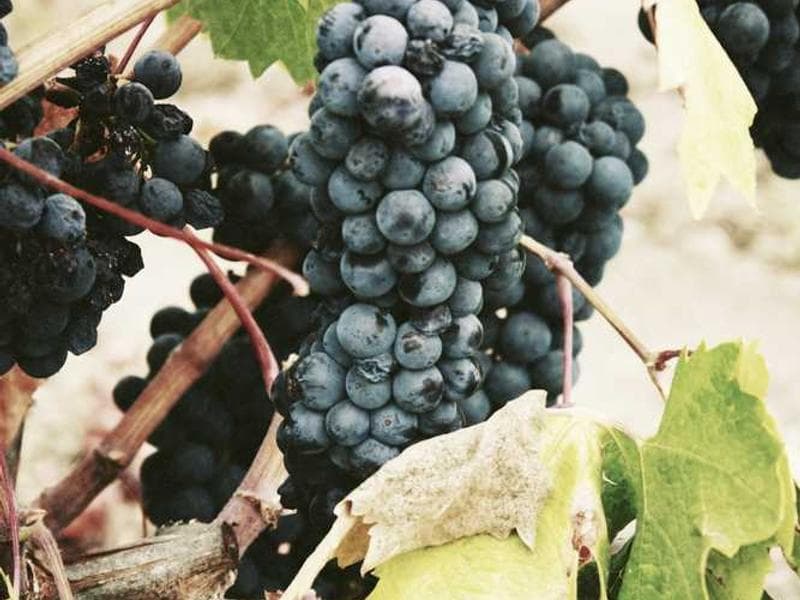 Sky Riders screenshot 3